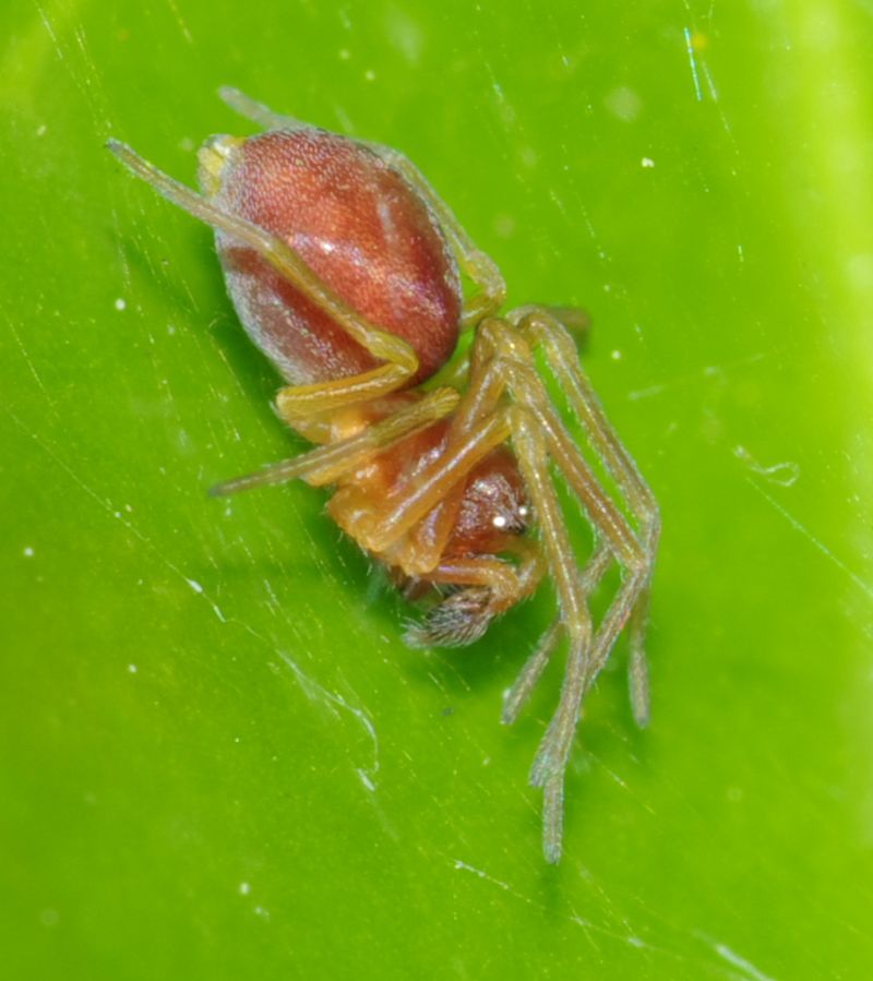 Maschi di Nigma sp. - Arcavacata di Rende (CS)